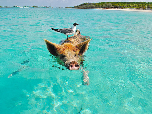 A pig swimming in a bay with a pigeon riding on his back