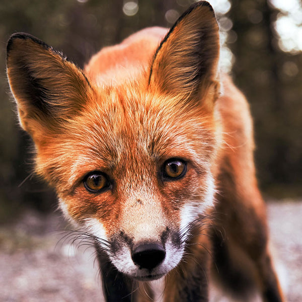 Fox with an inquisitive look by Sunyu