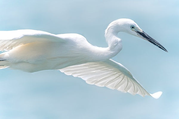 White Heron in flight by Michel Kwan