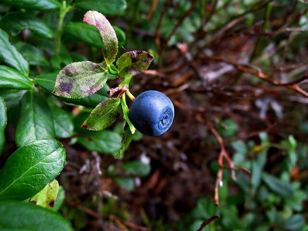 A wild blue huckleberry