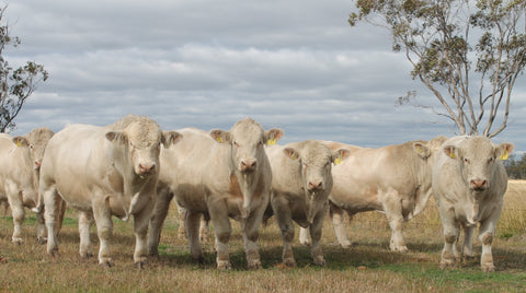 Barambah Dale Charolais Cattle