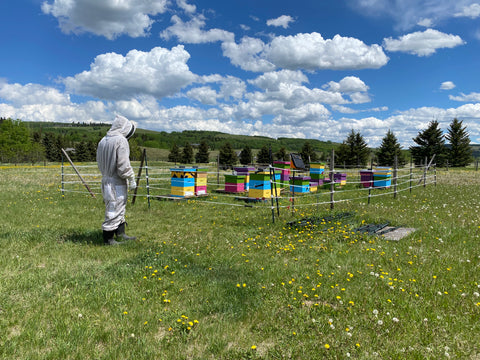 Our little apiary