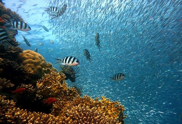 海の中のたくさんの魚