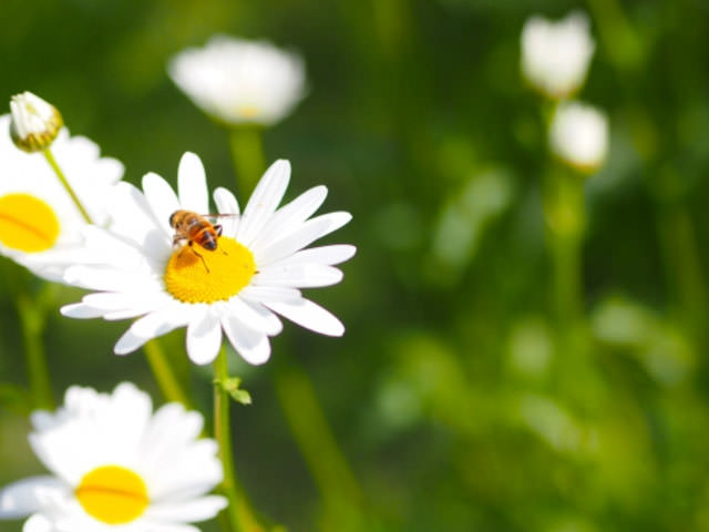 花にハチが止まっている