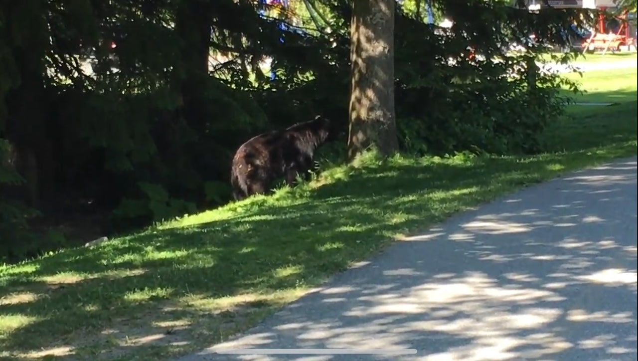 筆者がカナダの市街地で遭遇したクマ