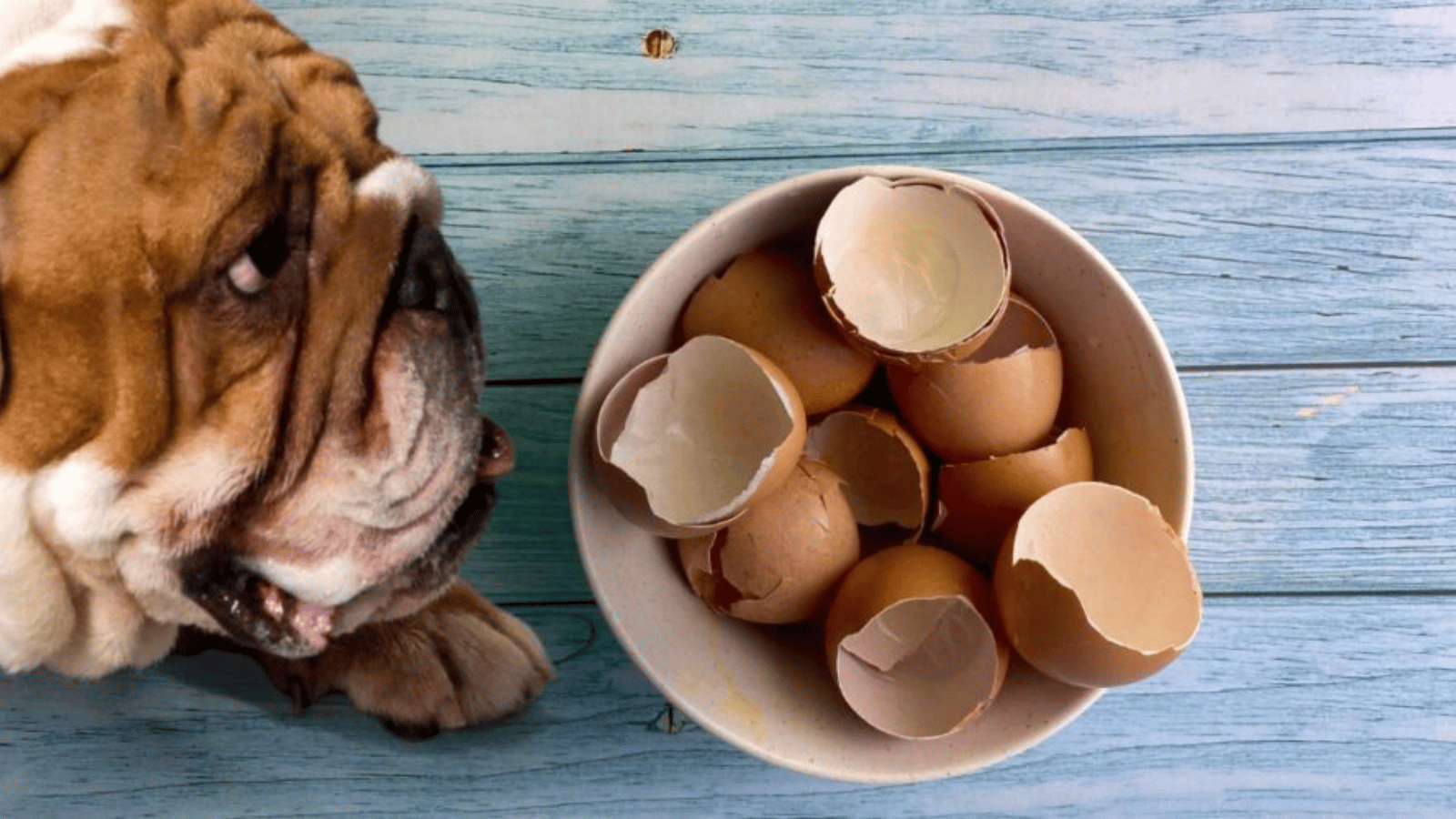 Are Egg Shells Good for Dogs