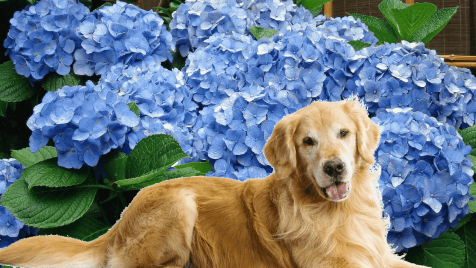 Are Hydrangeas Poisonous to Dogs