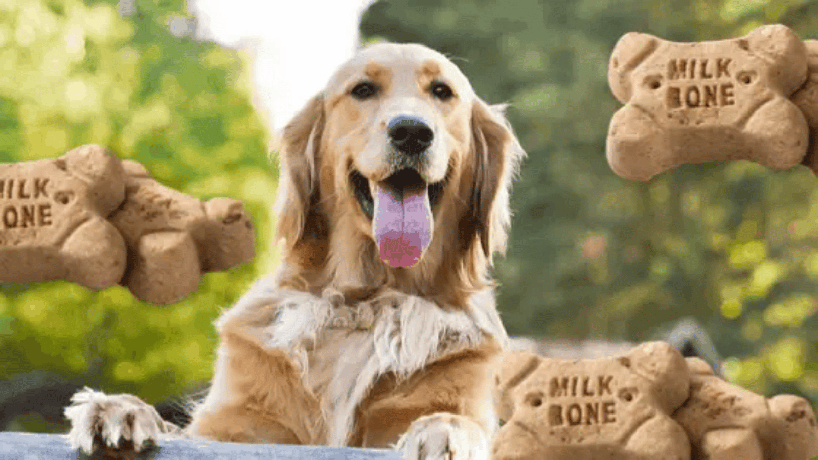 Are Milk Bones Bad for Dogs