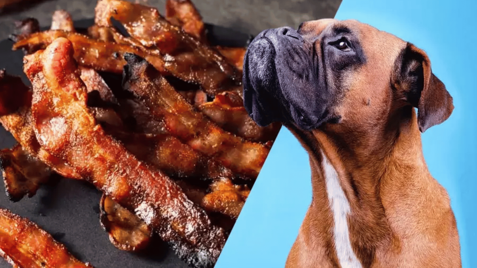  Can Dogs Eat Bacon