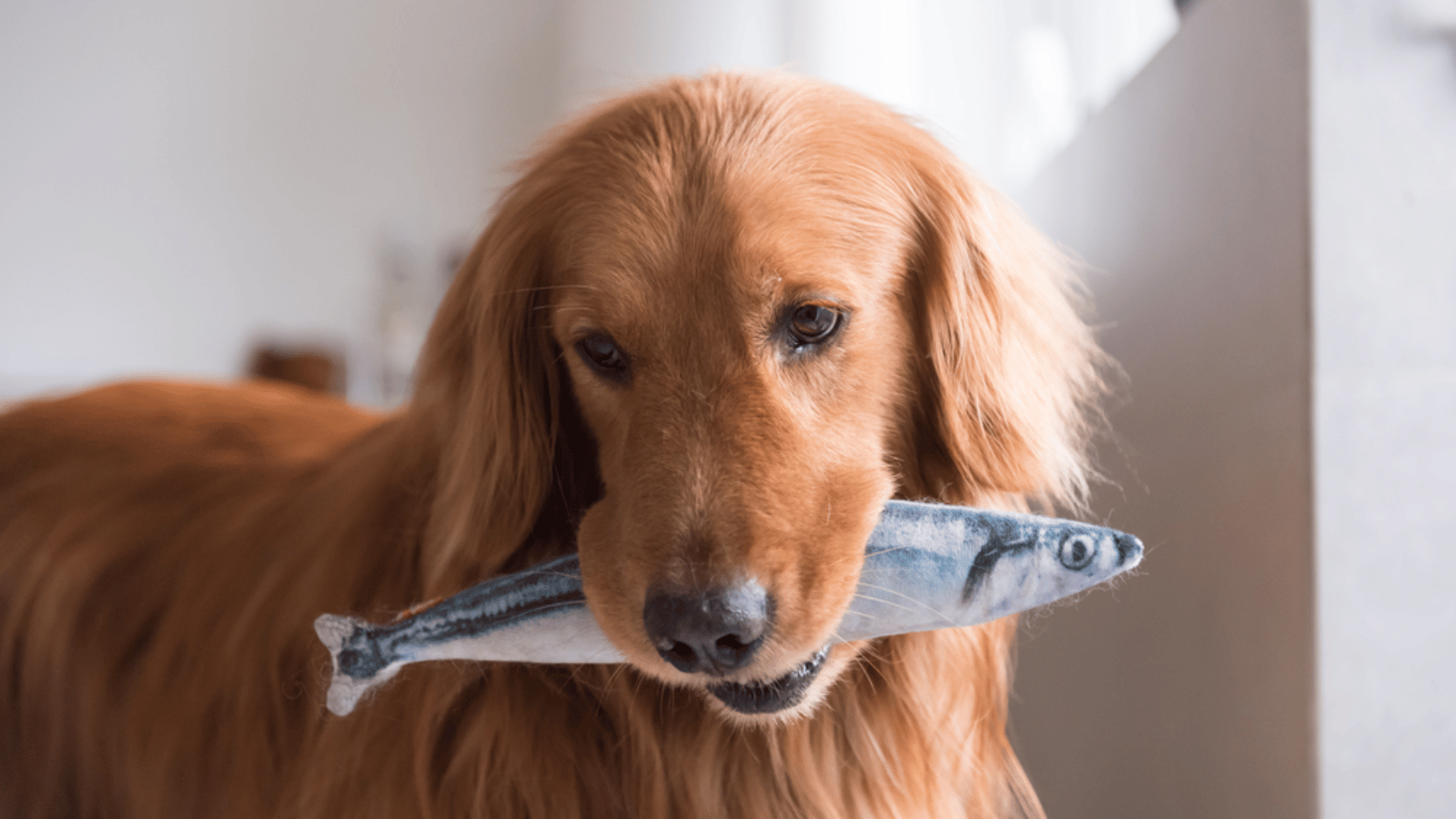  Can Dogs Eat Fish