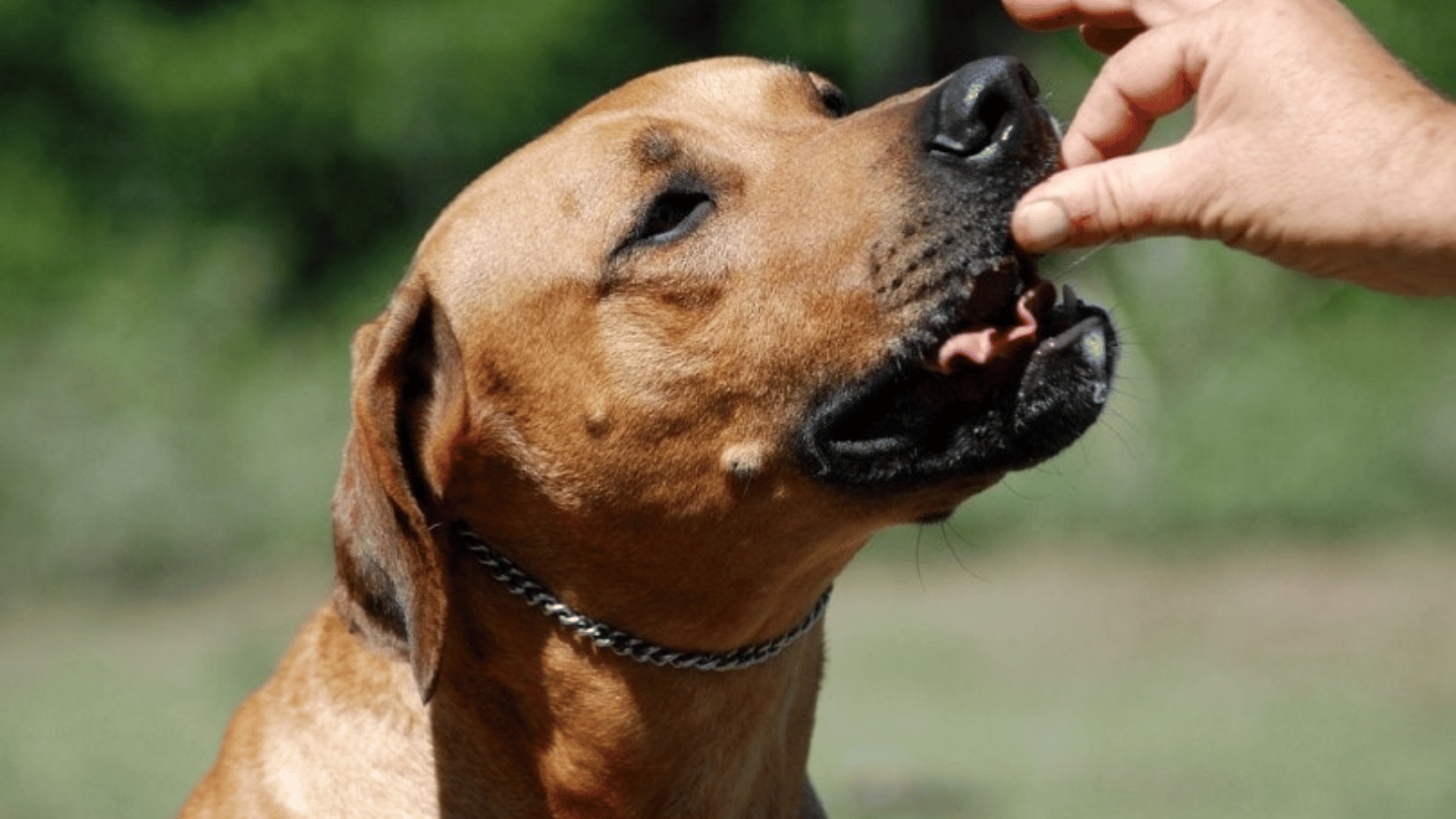 Can Dogs Eat Sunflower Seeds