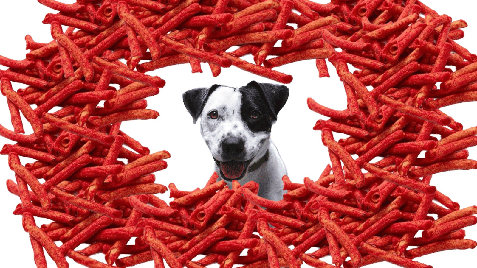 Can Dogs Eat Takis