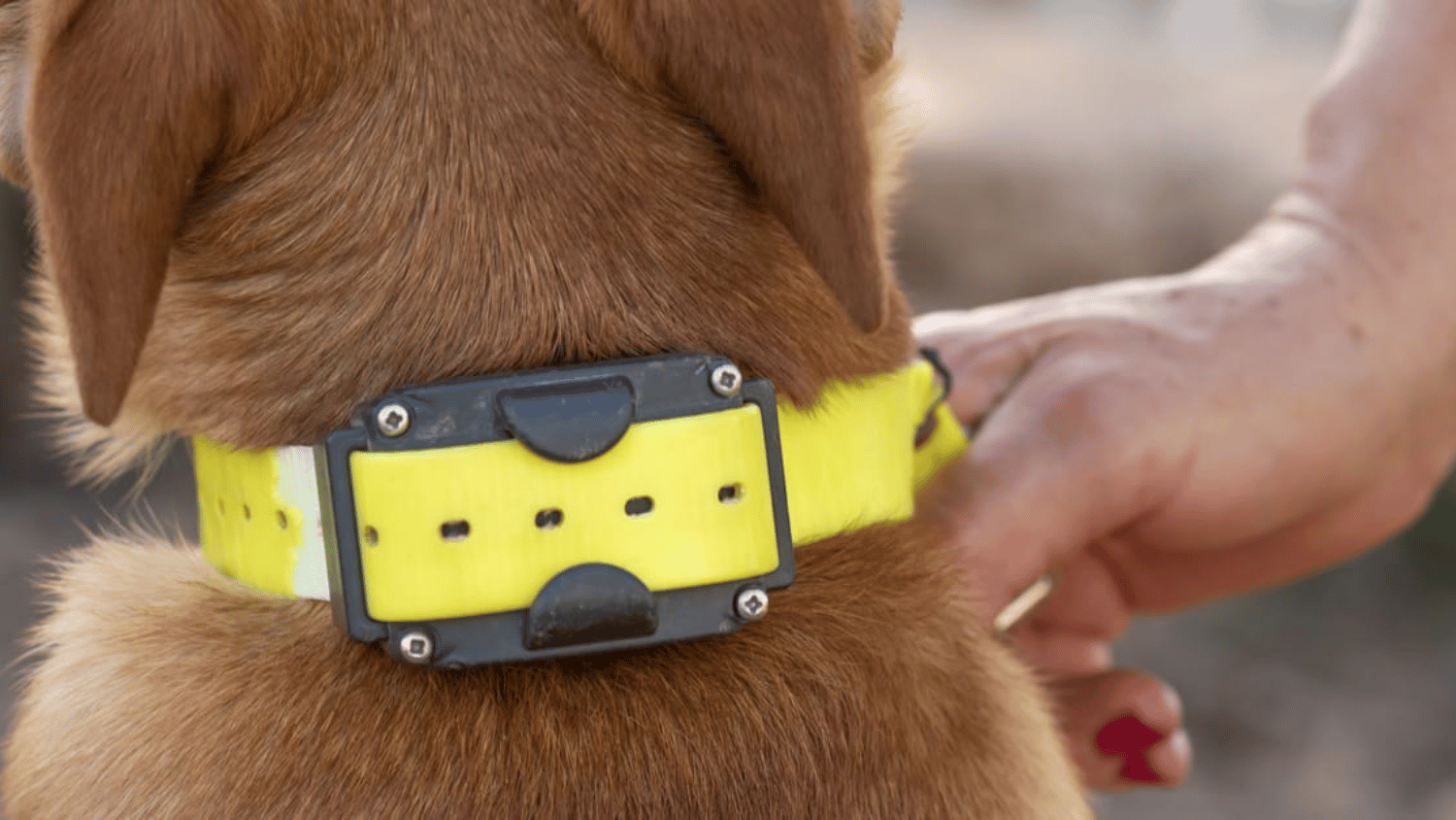 How To Train a Dog With a Shock Collar