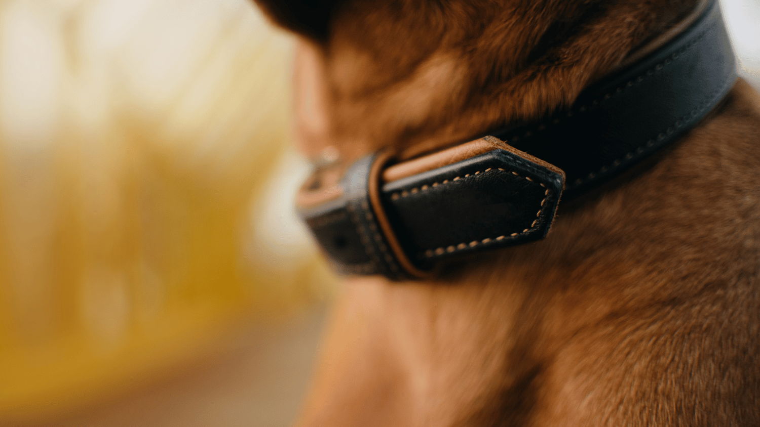 How to Make a Leather Dog Collar