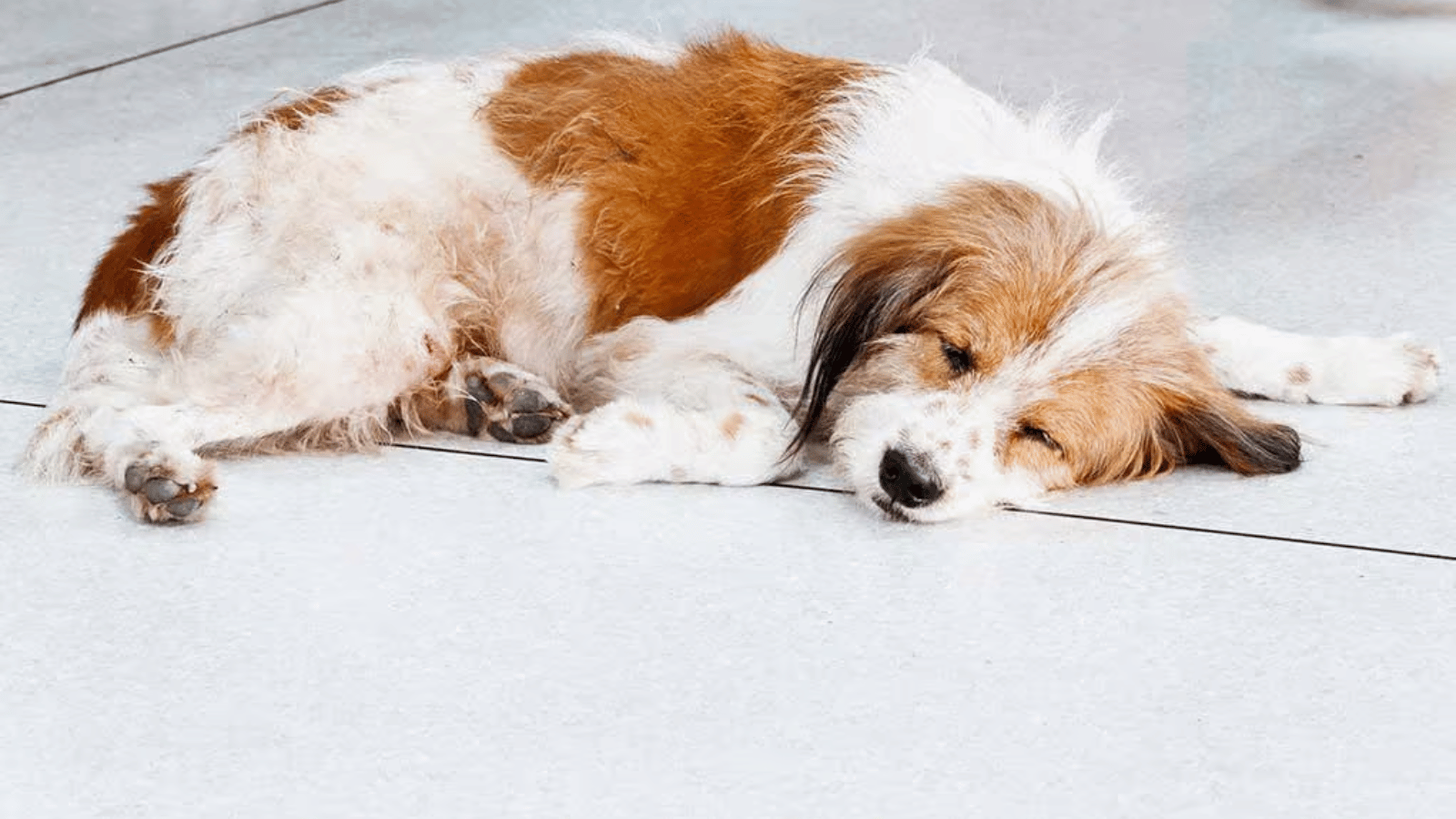 What Vitamin Deficiency Causes Hair Loss in Dogs