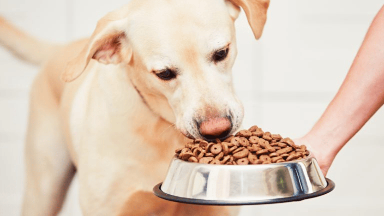 When to Put Diabetic Dog Down