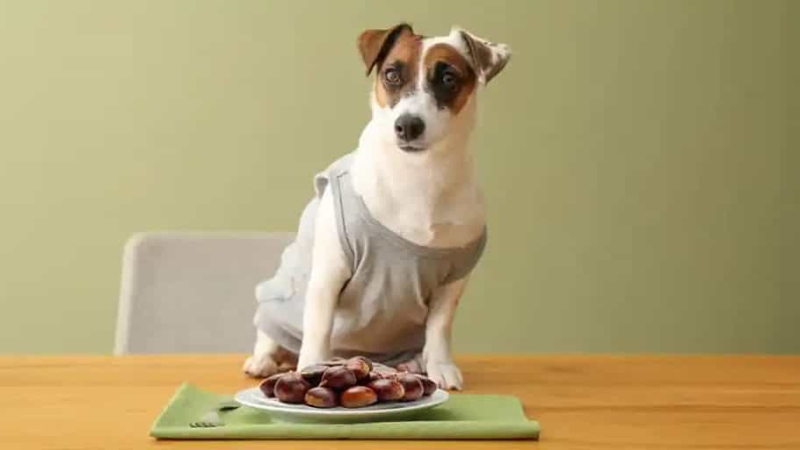 can dogs eat water chestnuts