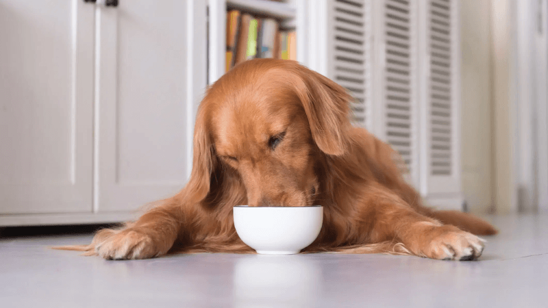 can dogs have cottage cheese