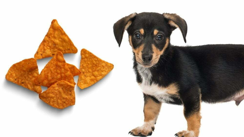 can dogs have doritos