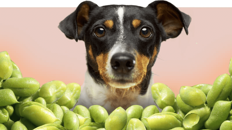 can dogs have edamame