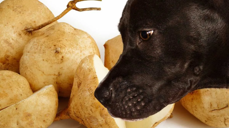 can dogs have jicama