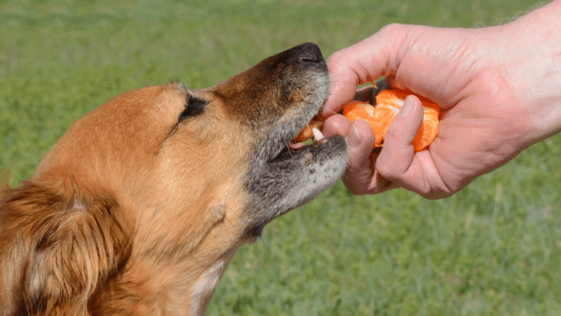 can dogs have mandarin oranges