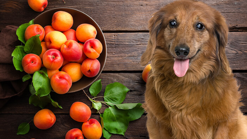 can dogs have nectarines