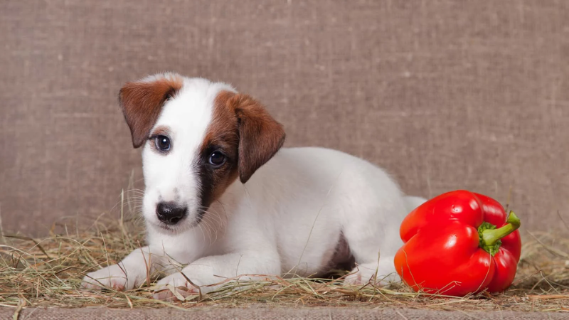 can dogs have paprika