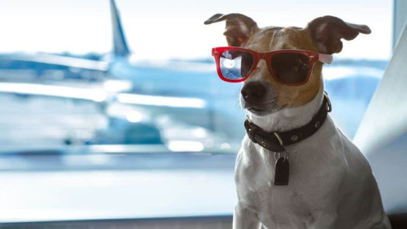 can i buy my dog a seat on an airplane