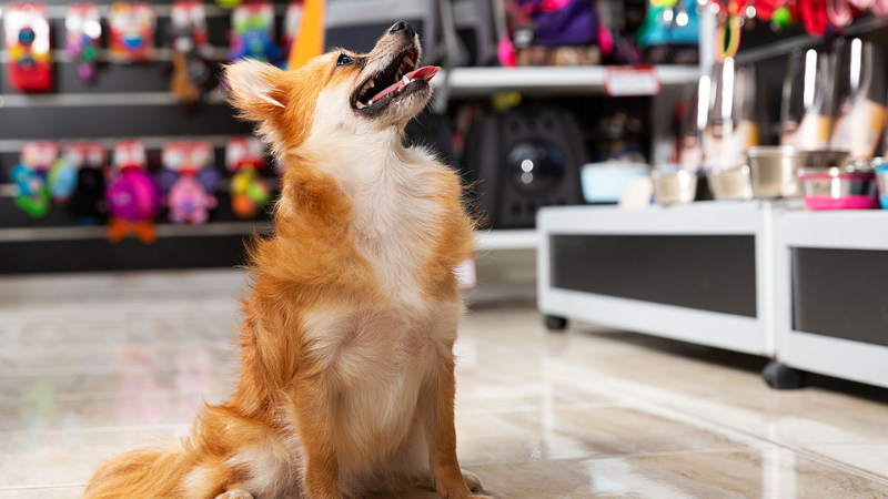 What Stores Allow Dogs A Guide To Dog Friendly Shopping