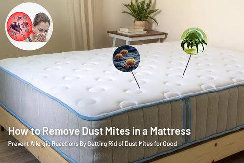 How to Prevent Dust Mites in Mattresses (2024) - Mattress Clarity