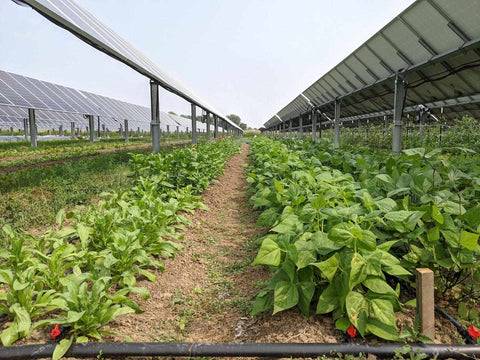 Greenhouse Agri Production