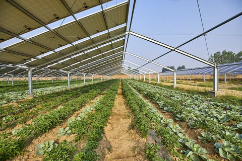 Panels Under Plants