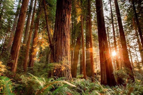 redwood-national-and-state-parks