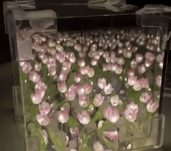 Cubo Mágico de Tulipanes Infinitos