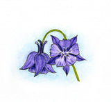 Columbine