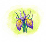 Iris