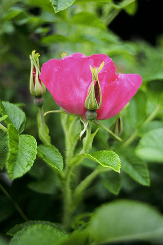 Rosa Rugosa