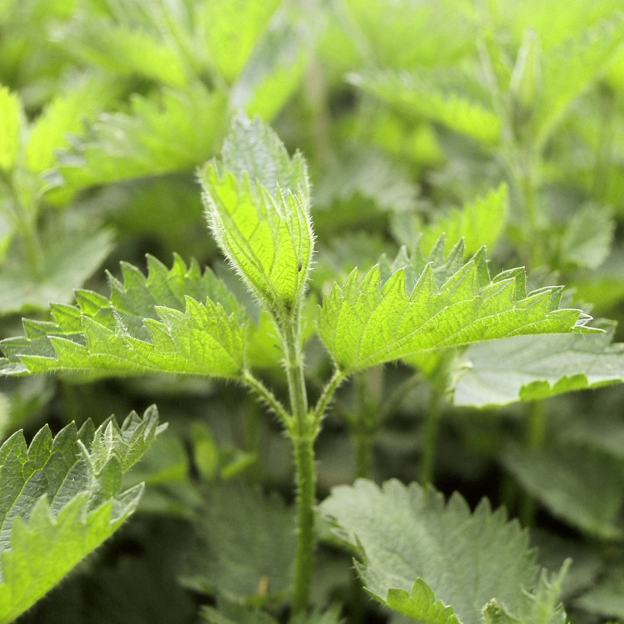 Urtica dioica (Nettle) Leaf extract