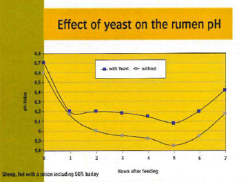 Effect of yeast on the rumen pH