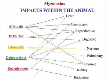 Mycotoxins - Impacts within the animal