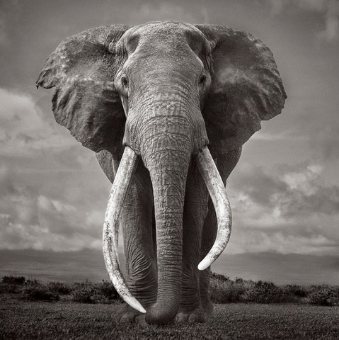 Drew Doggett Fine Art Prints_Museum Quality Prints_Elephants