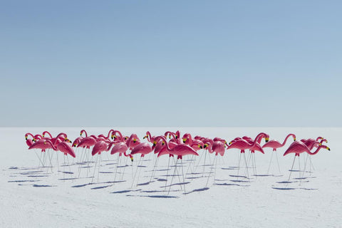 Paul Edmondson Fine Art Photograph of Flamingos