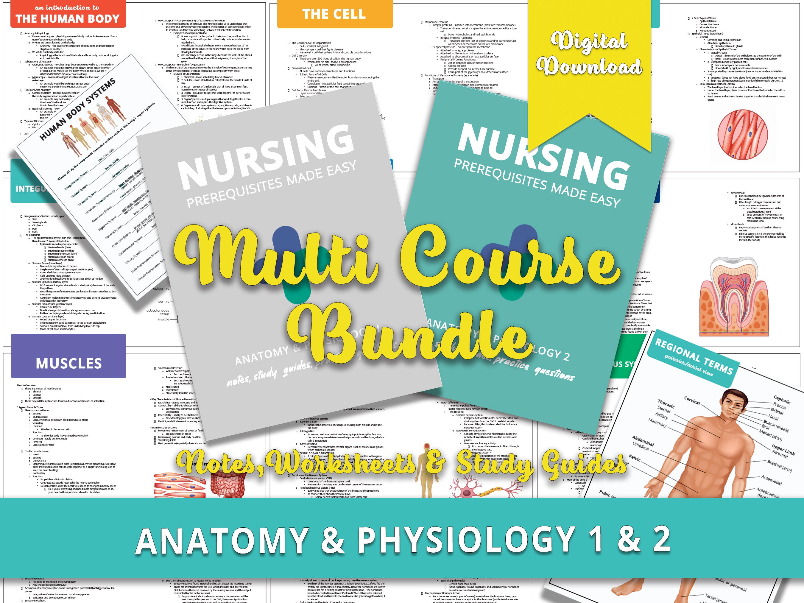 Anatomy and Physiology Multi-Course Bundle | AP 1 and AP 2 | Anatomy Notes | Anatomy Study Guide | Flash Cards Bundle | Digital Download