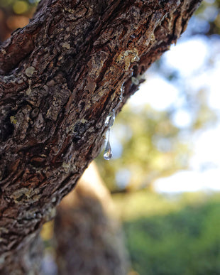 Resin from mastic tree