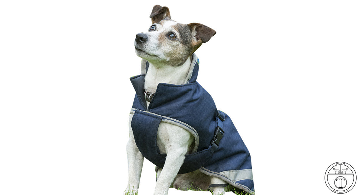 dog jacket price