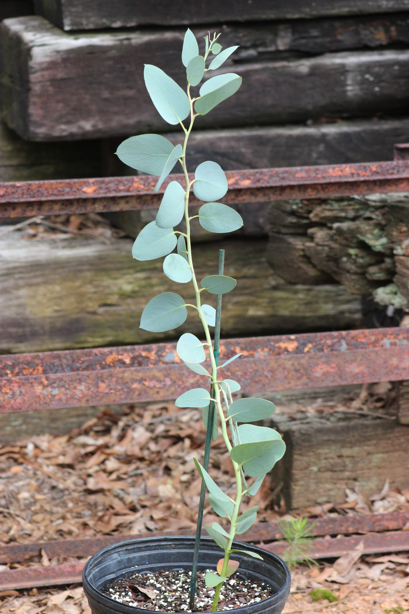 Eucalyptus pauciflora 'Mappa Tassie' - SouthernEucs