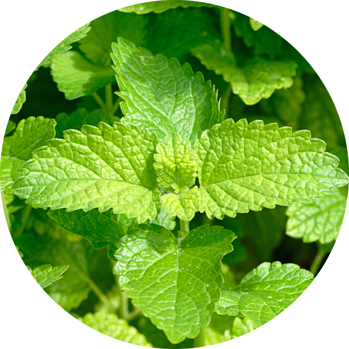 Lemon balm extract