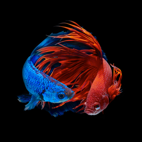 Red betta fish  Red betta fish siamese fighting fish on bl  Flickr