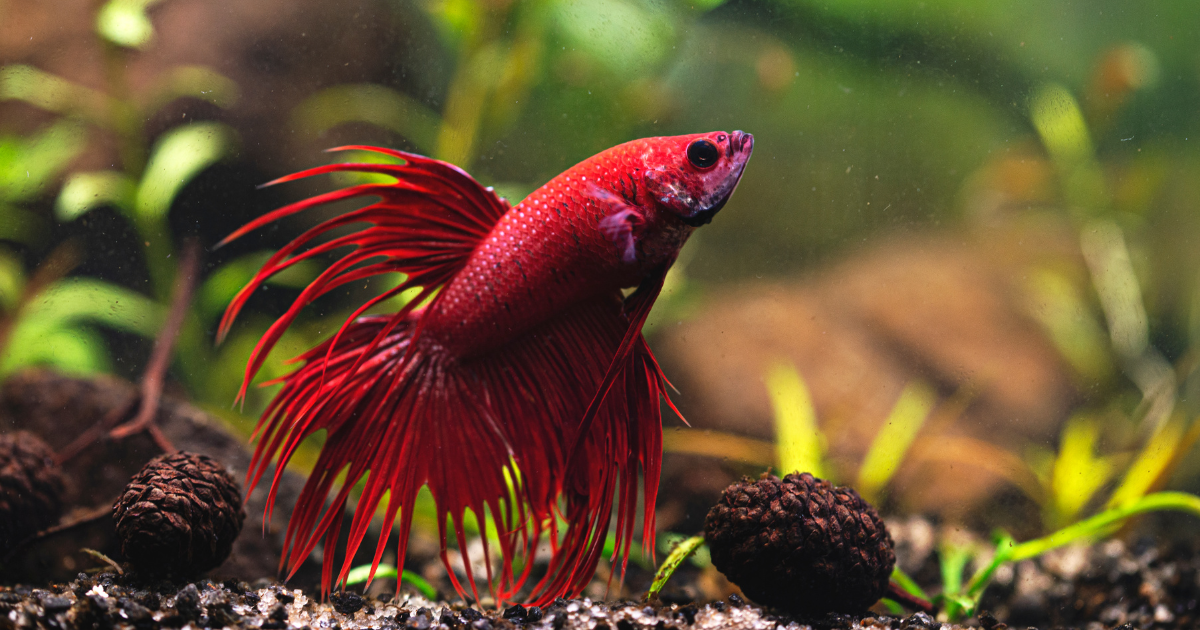 Giant Crowntail Betta